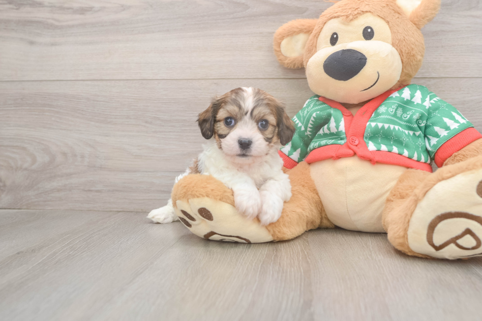 Cute Cavachon Baby