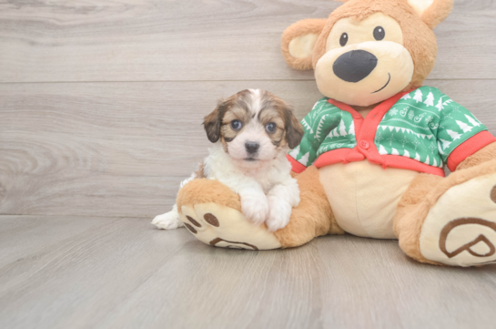 Cute Cavachon Baby