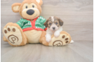 Funny Cavachon Designer Pup