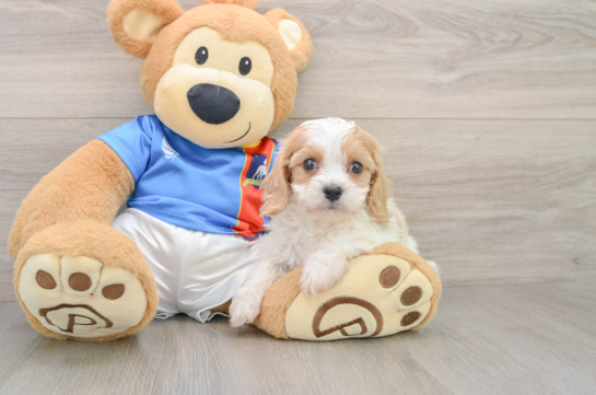 Petite Cavachon Designer Pup