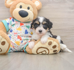 6 week old Cavachon Puppy For Sale - Lone Star Pups