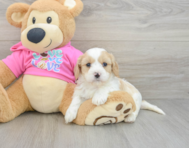 5 week old Cavachon Puppy For Sale - Lone Star Pups