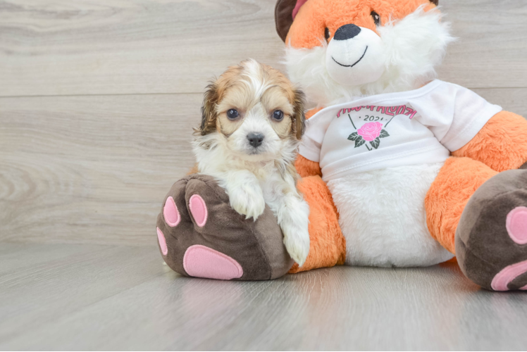 Cavachon Pup Being Cute