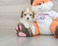 7 week old Cavachon Puppy For Sale - Lone Star Pups