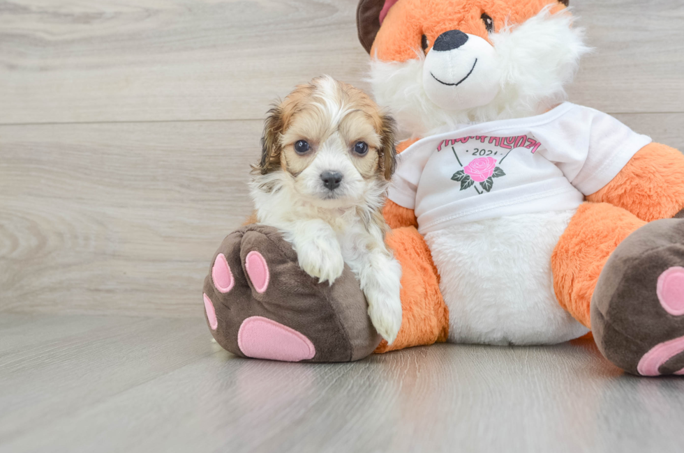 5 week old Cavachon Puppy For Sale - Lone Star Pups