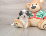 5 week old Cavachon Puppy For Sale - Lone Star Pups