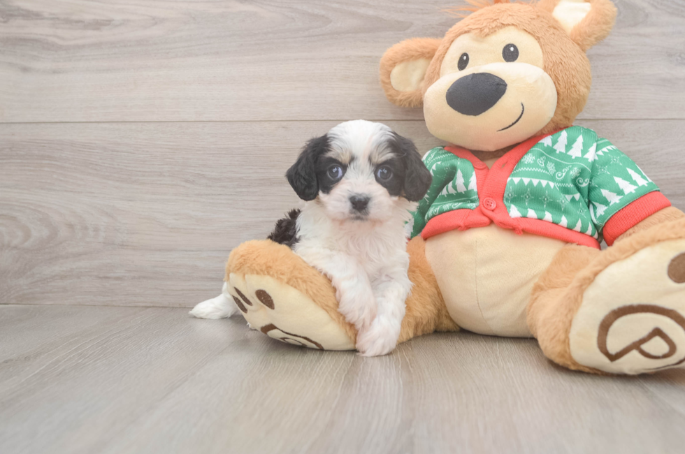 5 week old Cavachon Puppy For Sale - Lone Star Pups