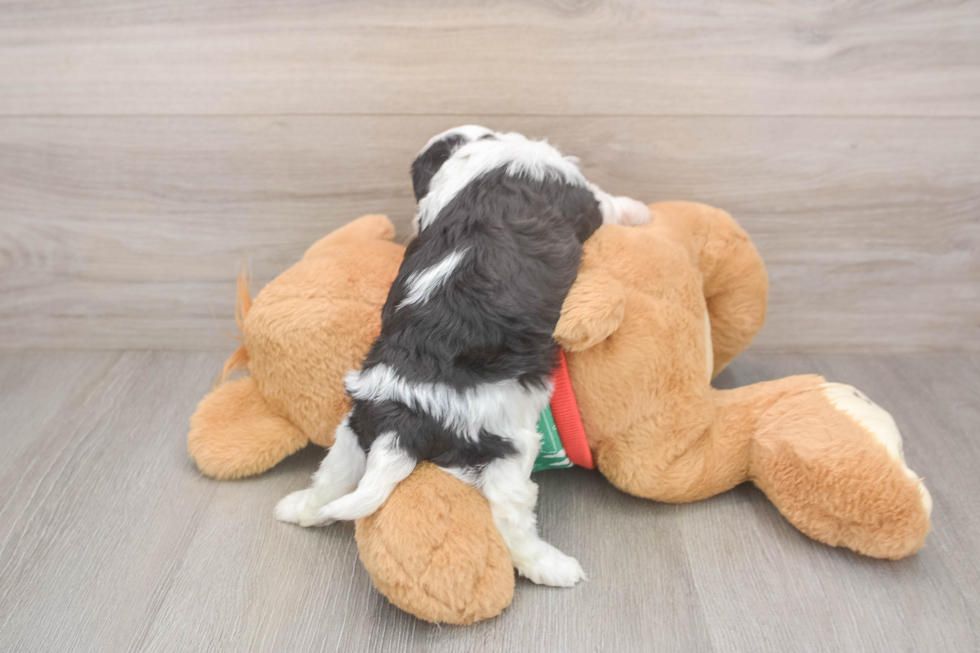 Playful Cavalier Bichon Designer Puppy