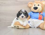 6 week old Cavachon Puppy For Sale - Lone Star Pups
