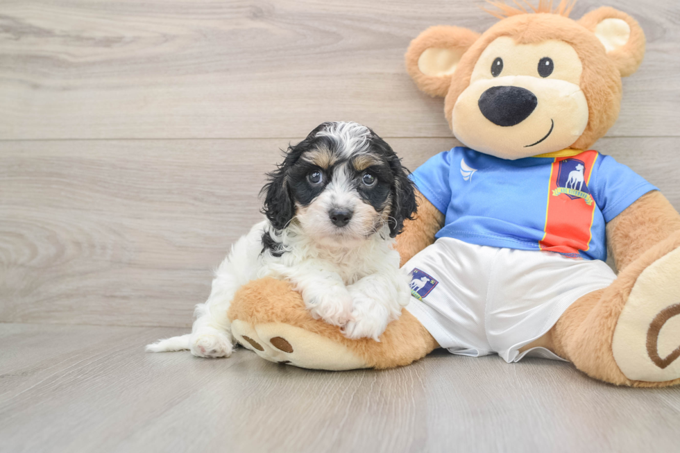 Playful Cavalier Bichon Designer Puppy