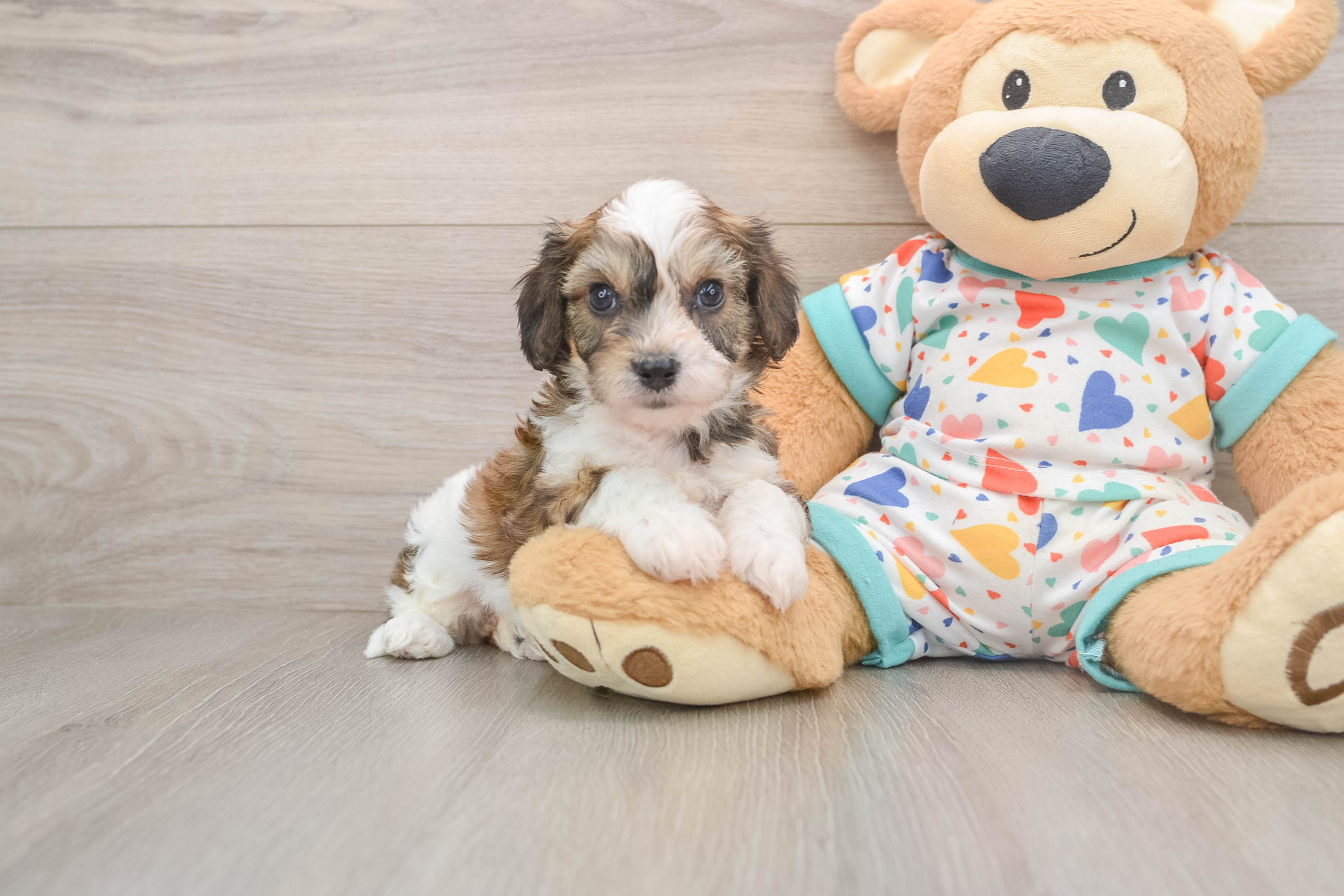 Smart Cavachon Designer Pup