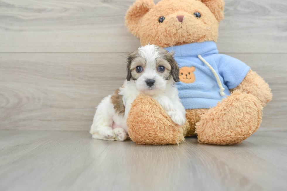 Adorable Cavalier Bichon Designer Puppy