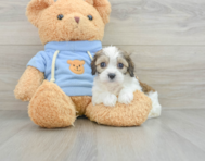 6 week old Cavachon Puppy For Sale - Lone Star Pups