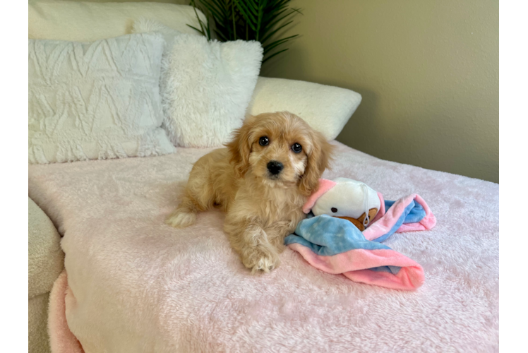 Cute Cavalier Bichon Designer Puppy