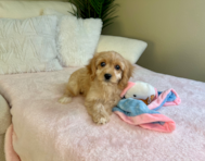 10 week old Cavachon Puppy For Sale - Lone Star Pups