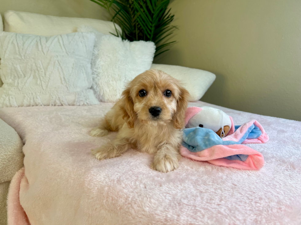 Cute Cavachon Baby