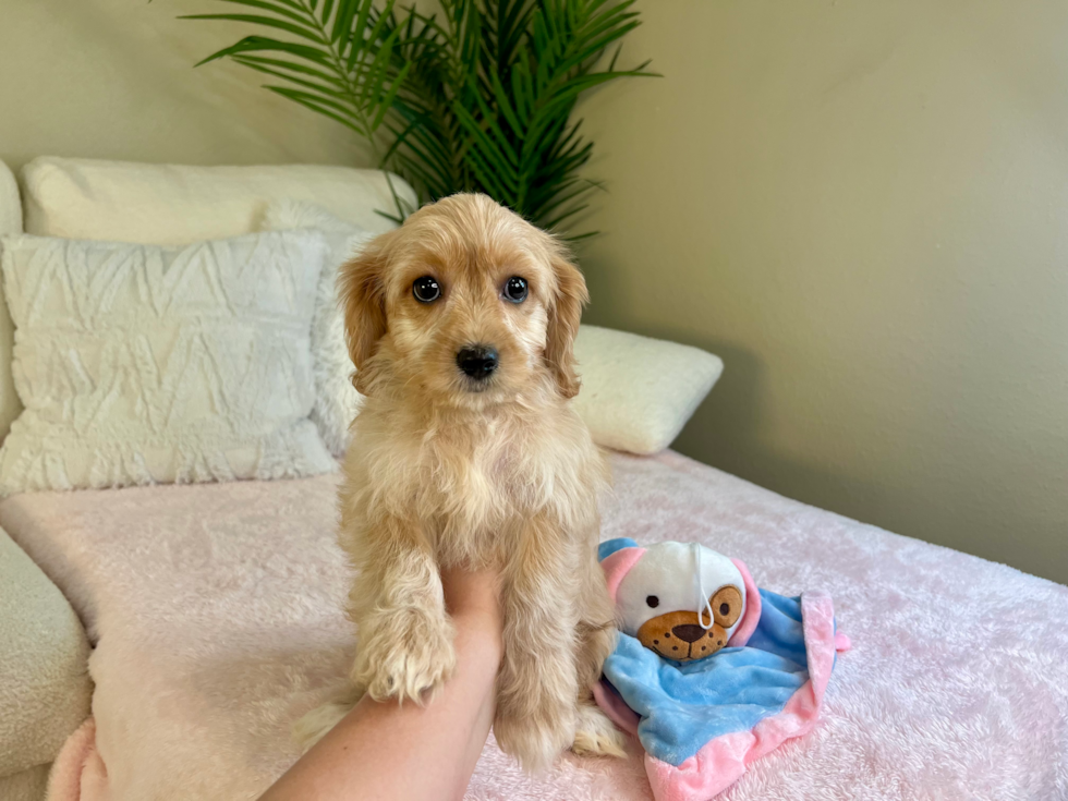 Best Cavachon Baby