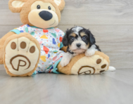 6 week old Cavachon Puppy For Sale - Lone Star Pups