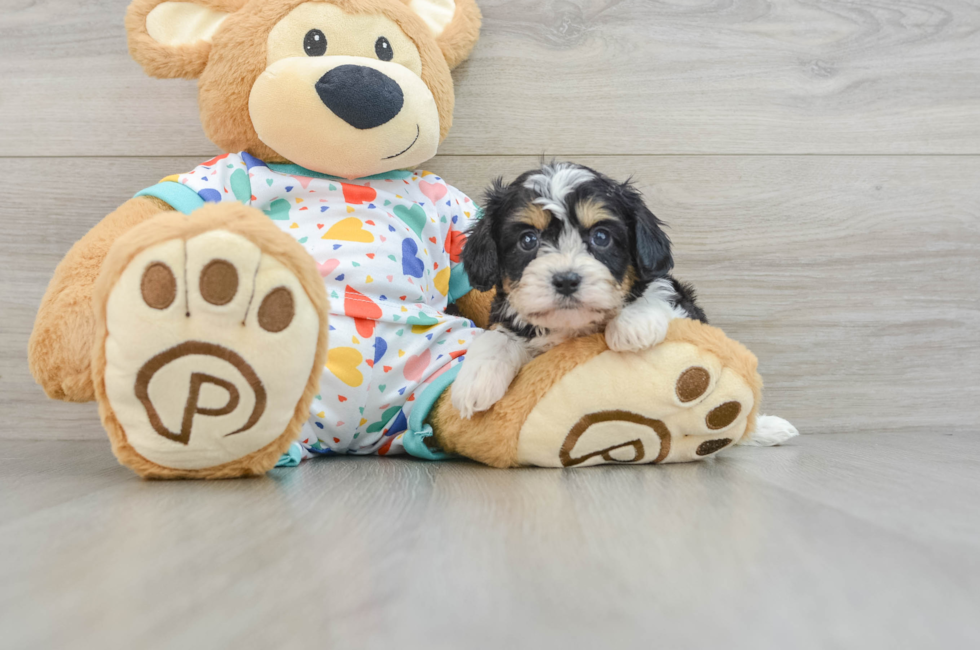 6 week old Cavachon Puppy For Sale - Lone Star Pups