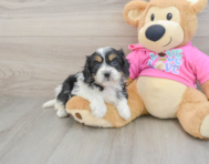 5 week old Cavachon Puppy For Sale - Lone Star Pups