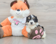 7 week old Cavachon Puppy For Sale - Lone Star Pups