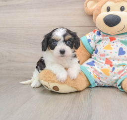 6 week old Cavachon Puppy For Sale - Lone Star Pups