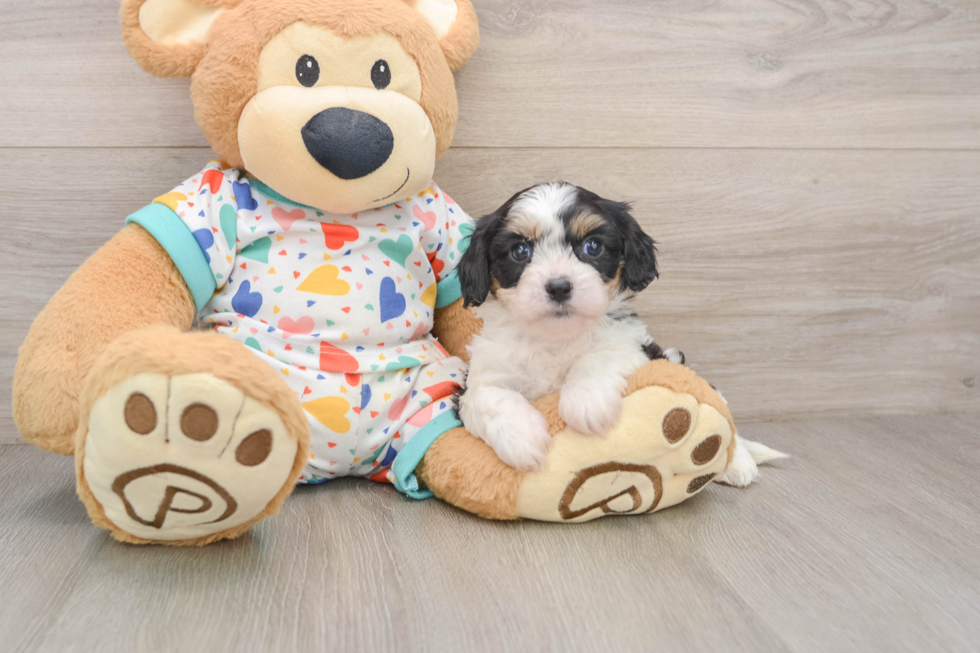 Cavachon Puppy for Adoption