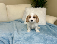 10 week old Cavachon Puppy For Sale - Lone Star Pups