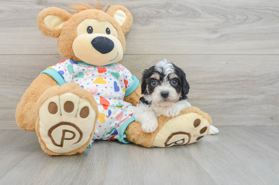 6 week old Cavachon Puppy For Sale - Lone Star Pups