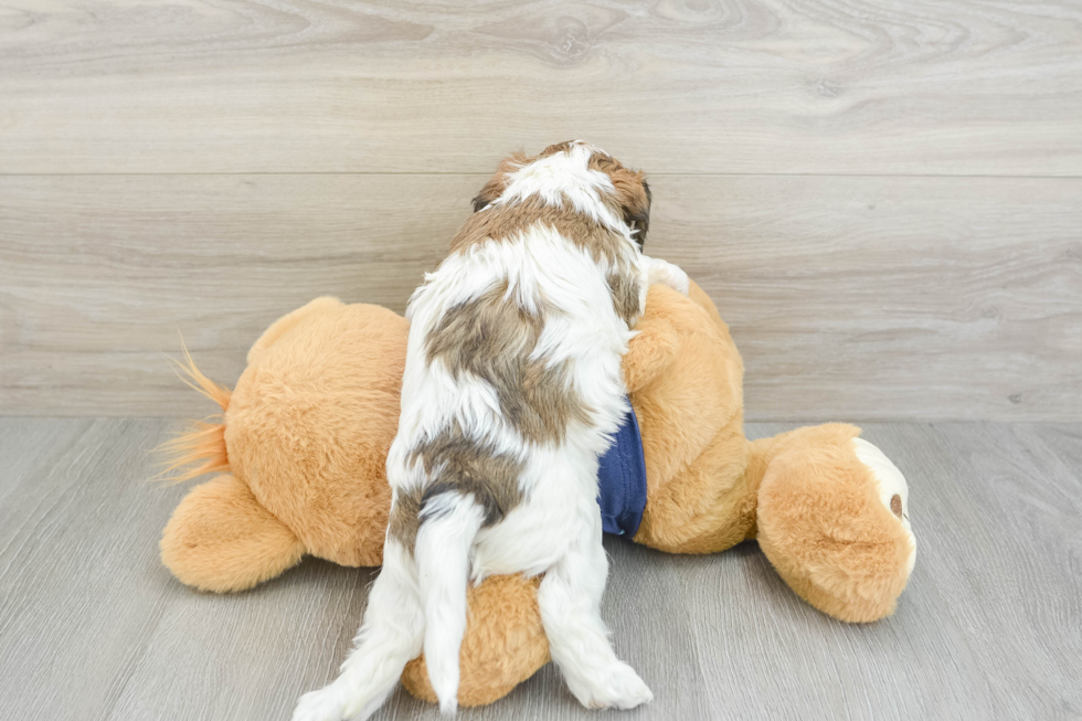 Cavachon Pup Being Cute