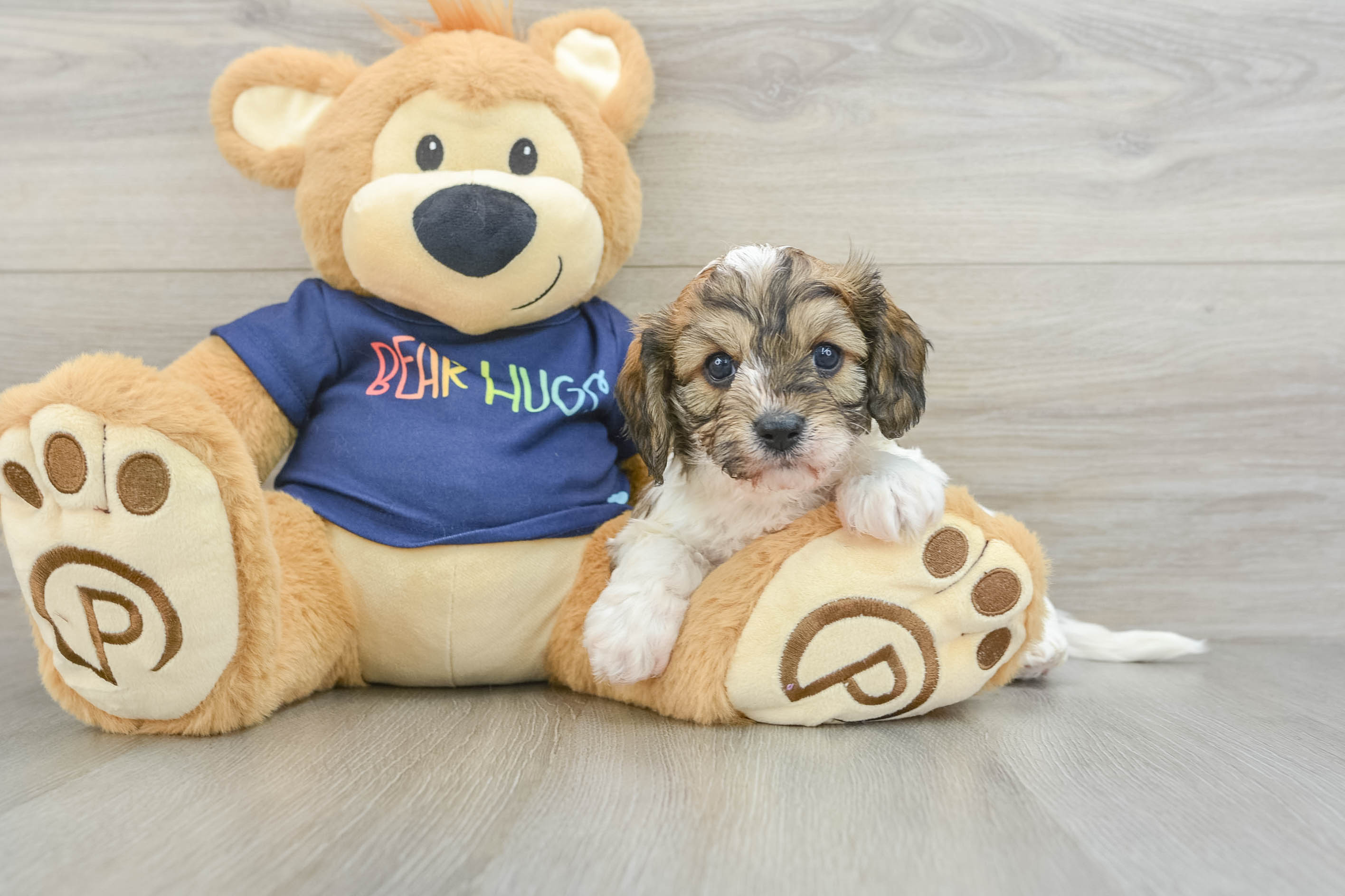 Small Cavachon Baby