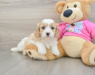 5 week old Cavachon Puppy For Sale - Lone Star Pups