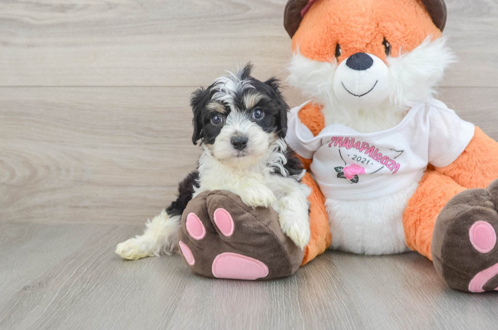 5 week old Cavachon Puppy For Sale - Lone Star Pups