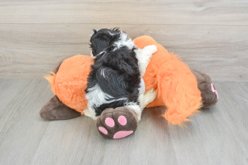 Meet Barkley - our Cavachon Puppy Photo 2/3 - Lone Star Pups