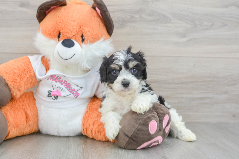 Meet Barkley - our Cavachon Puppy Photo 3/3 - Lone Star Pups