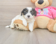 6 week old Cavachon Puppy For Sale - Lone Star Pups