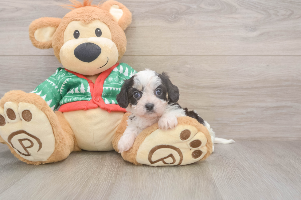 5 week old Cavachon Puppy For Sale - Lone Star Pups