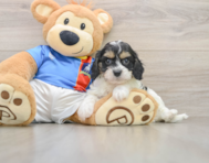 6 week old Cavachon Puppy For Sale - Lone Star Pups