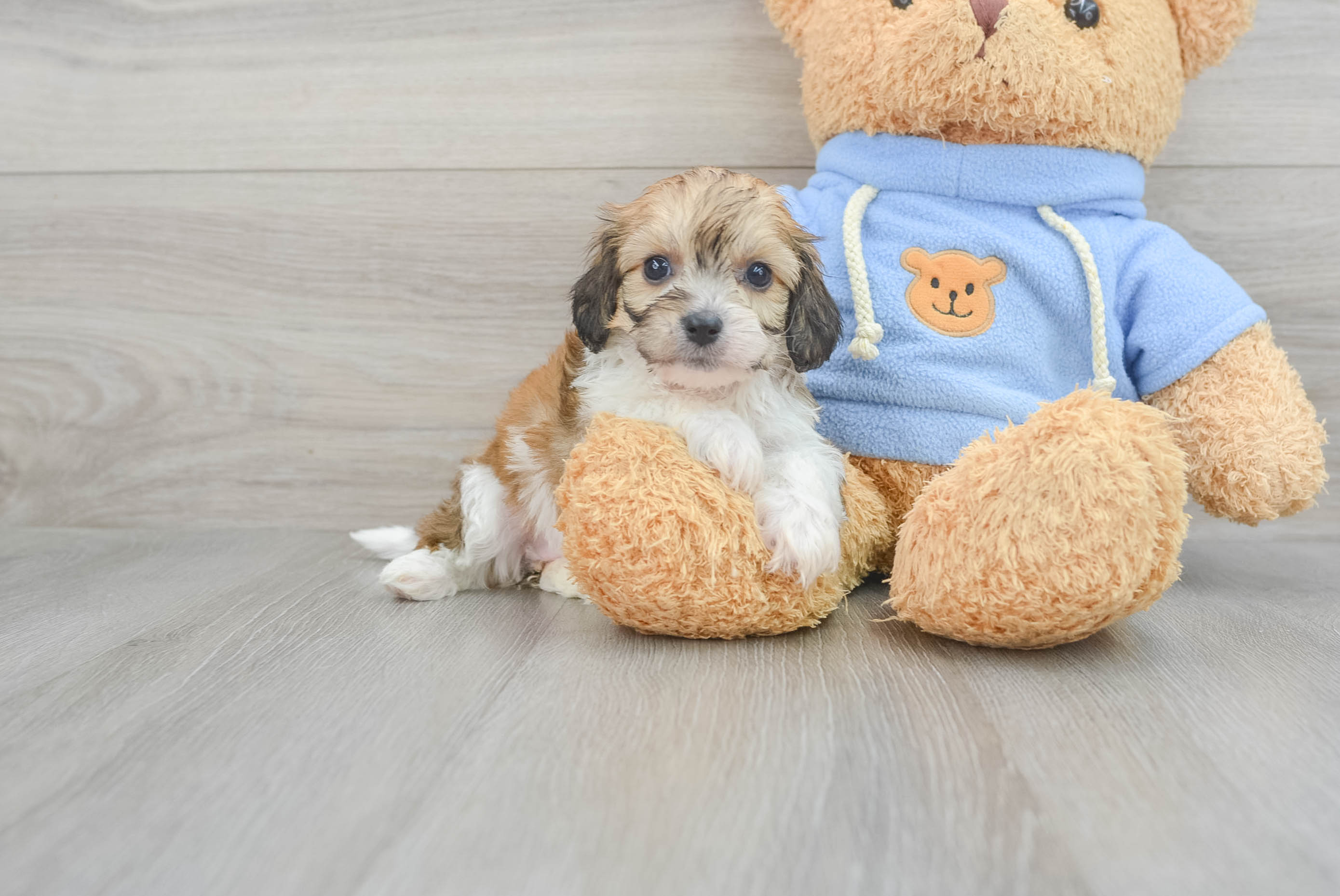 Energetic Cavalier Designer Puppy