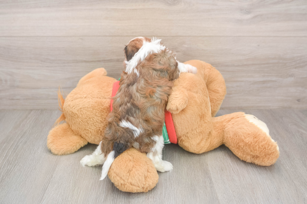 Petite Cavachon Designer Pup