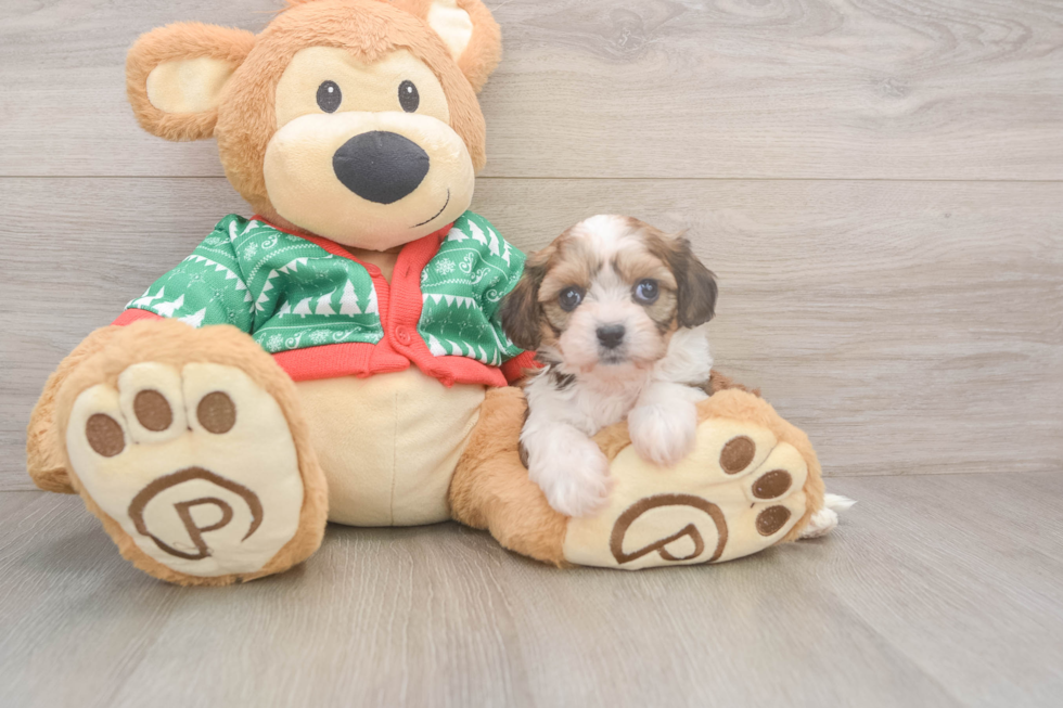 Adorable Cavalier Bichon Designer Puppy