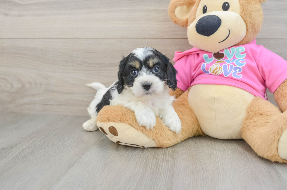 5 week old Cavachon Puppy For Sale - Lone Star Pups