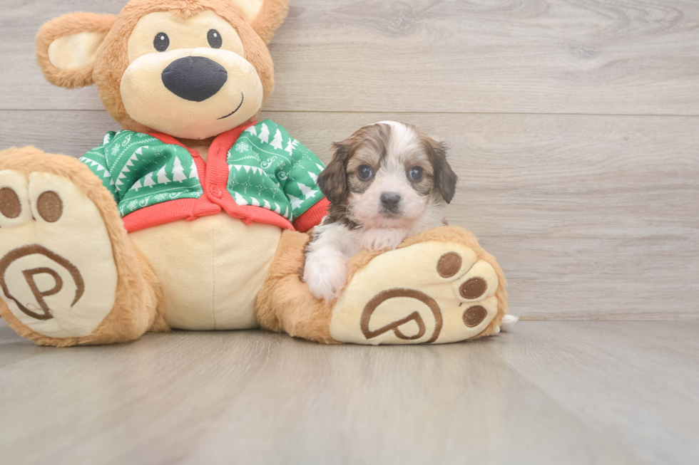 Energetic Cavalier Bichon Designer Puppy