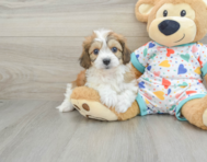 7 week old Cavachon Puppy For Sale - Lone Star Pups