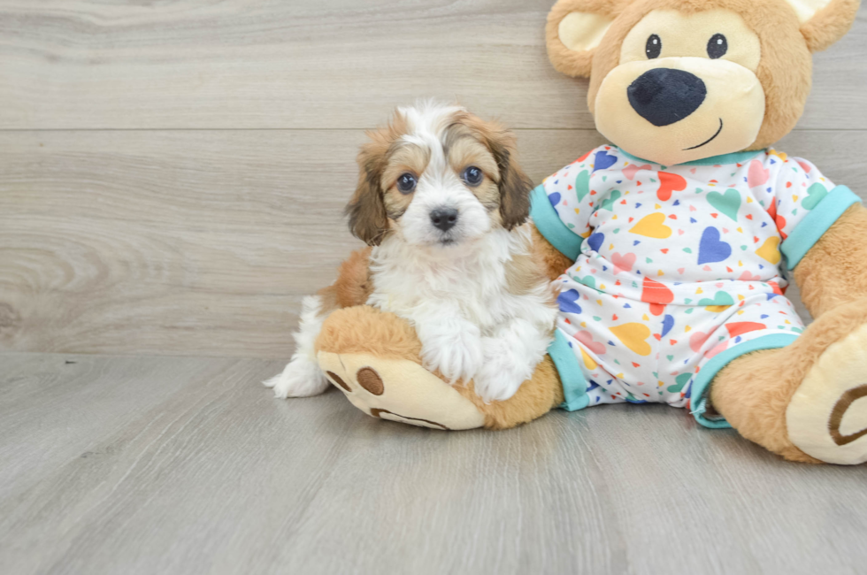 7 week old Cavachon Puppy For Sale - Lone Star Pups