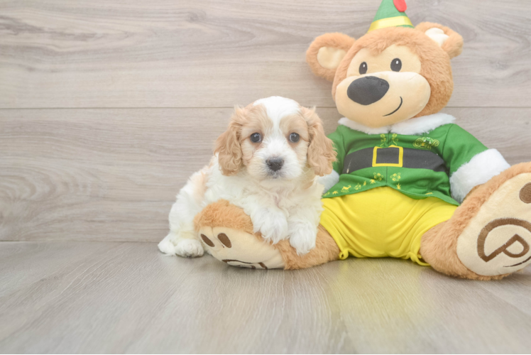 Cavachon Pup Being Cute