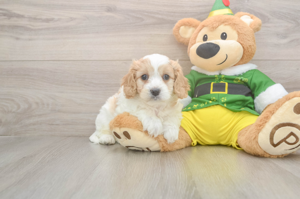 5 week old Cavachon Puppy For Sale - Lone Star Pups