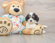 6 week old Cavachon Puppy For Sale - Lone Star Pups