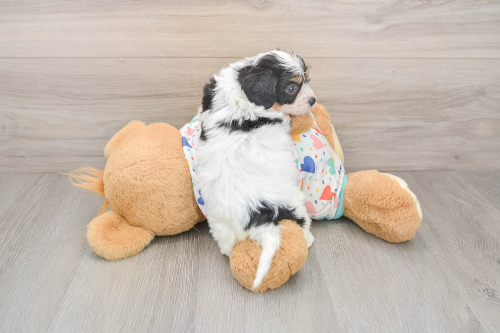 Cavachon Puppy for Adoption