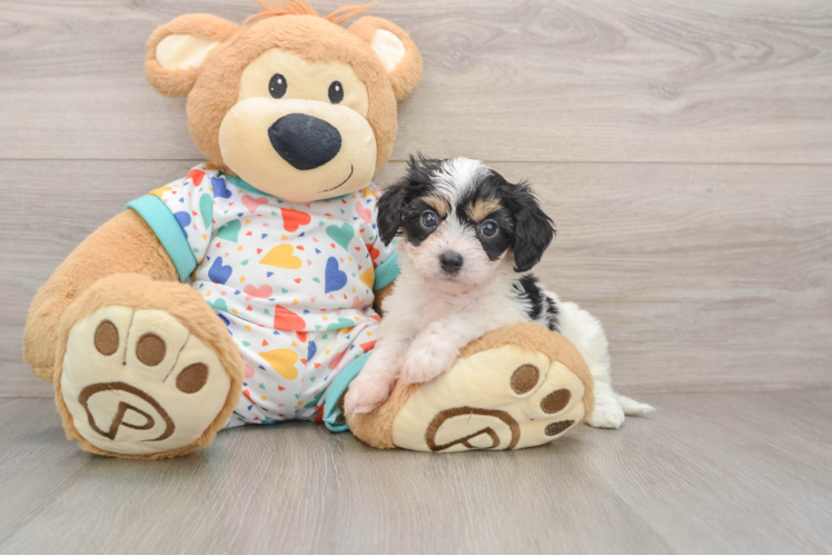 Smart Cavachon Designer Pup
